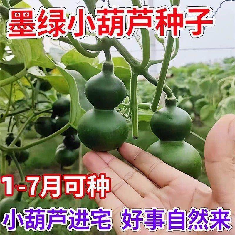 墨绿八宝小葫芦种子翡翠葫芦盆栽手捻葫芦文玩种籽新品种阳台盆栽