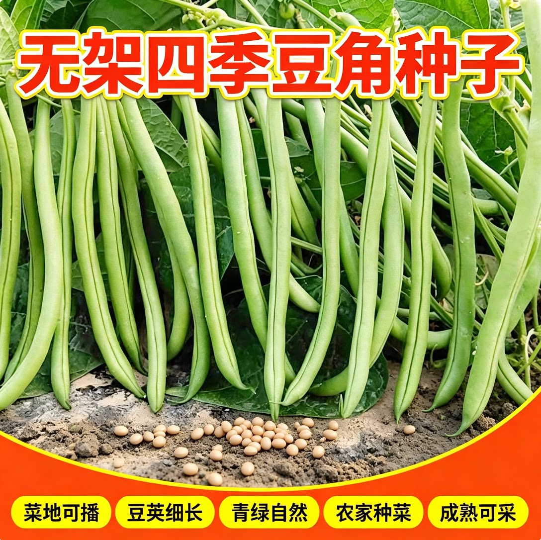 无架四季豆种子矮地豆早熟不爬藤短豆角菜种籽阳台盆栽无筋豆图片