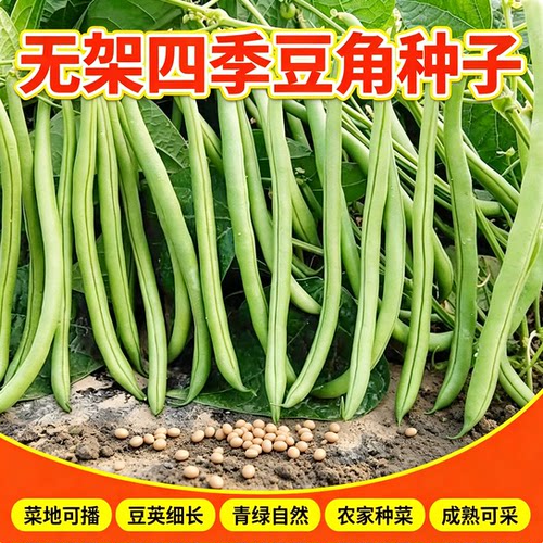 无架四季豆种子矮地豆早熟不爬藤短豆角菜种籽阳台盆栽无筋豆