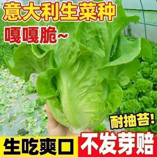 【割完又长】甜脆意大利生菜种子生吃生菜籽农家蔬菜种子大全