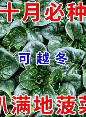 趴地菠菜种子黑园叶菠菜种籽生长速度快耐寒高产越冬蔬菜种子大全