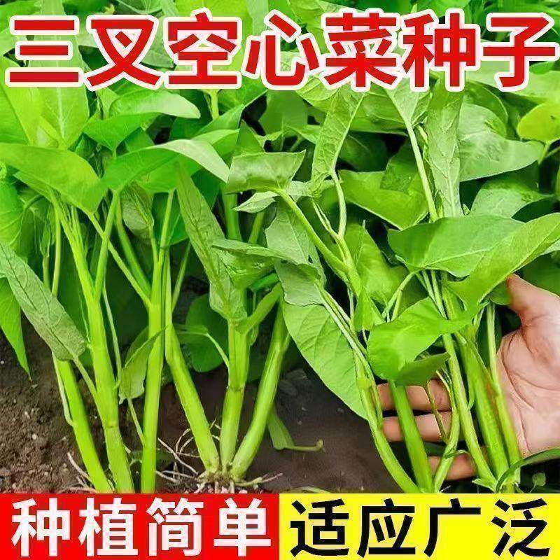 四季三叉空心菜大叶种子水上种植蔬菜水培蔬菜种子水培空心菜,鲜花速递/花卉仿真/绿植园艺,家庭园艺种子,淘宝优惠券,粉丝福利购,淘宝优惠卷