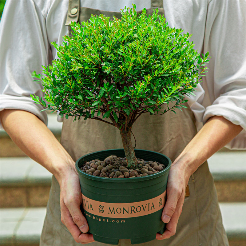 阳台四季老桩盆景植物盆栽