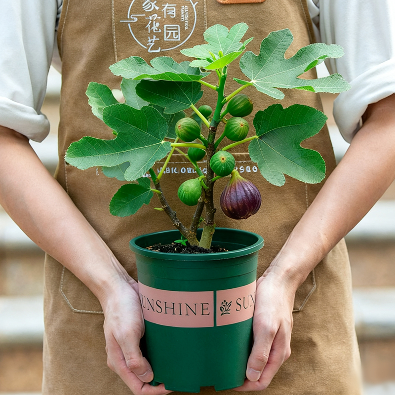无花果树果苗特大果盆栽带果室内阳台室外种植花卉植物绿植波姬红