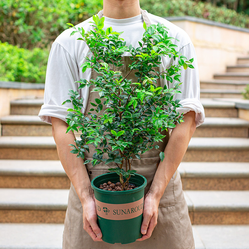 嘉宝果盆栽树葡萄阳台室外庭院四季结果植物南方北方种植果苗水果