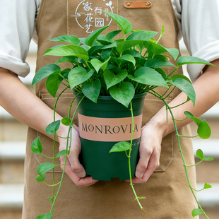 绿萝盆栽长藤款 花卉垂吊绿植 大盆室内阳台客厅办公室爬藤植物四季