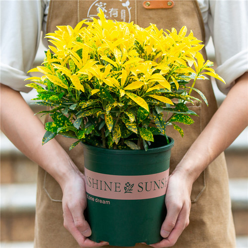 洒金变叶木盆栽阳台观叶绿植