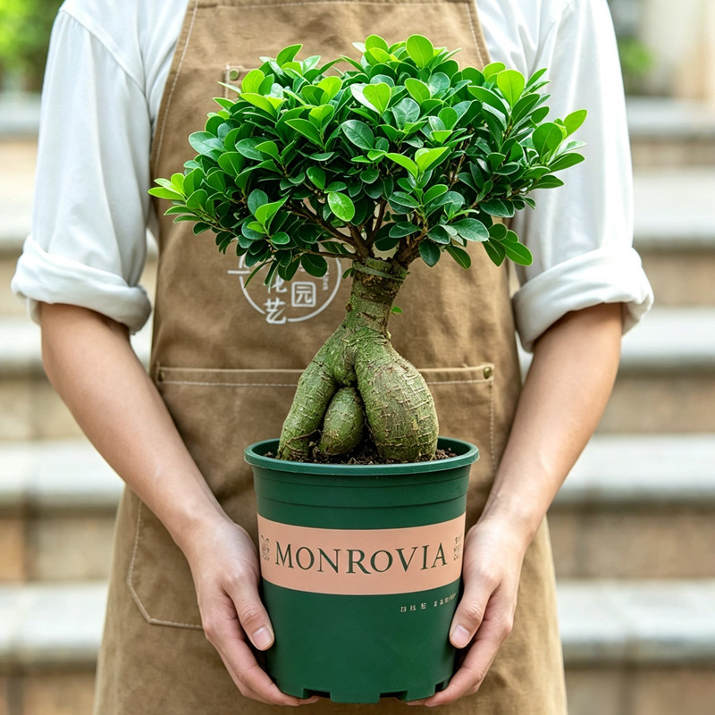 榕树盆栽老桩大树苗室内阳台室外庭院植物花卉绿植小叶金钱人参榕