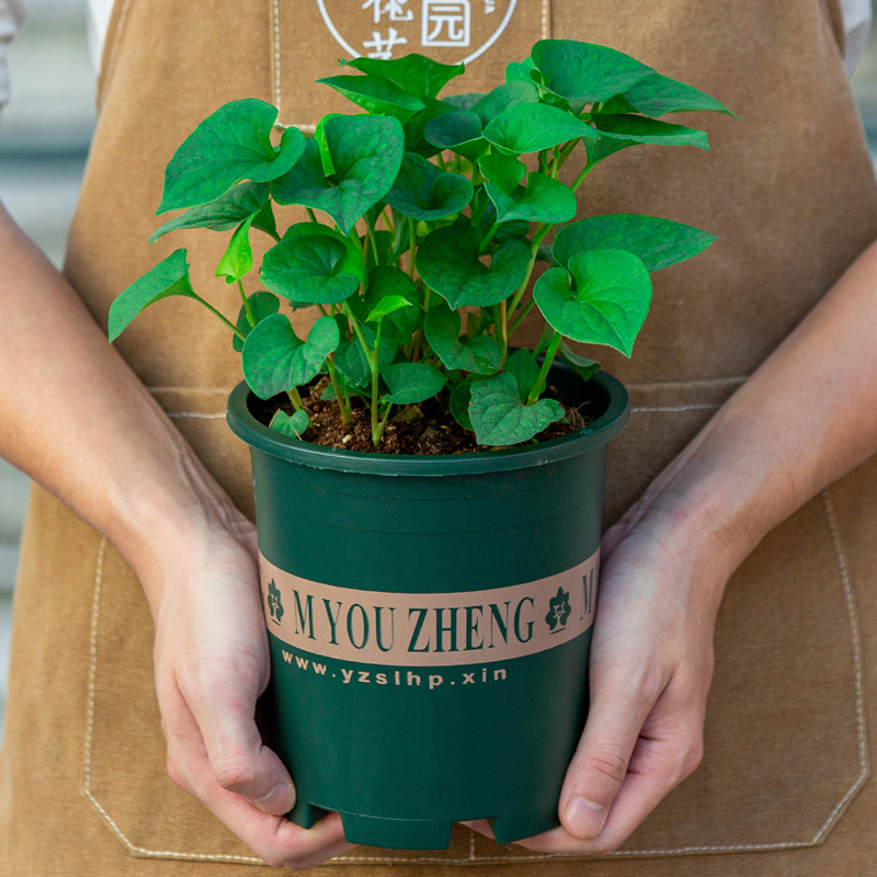 鱼腥草盆栽新鲜折耳根种苗室内阳台室外中草药植物可食用花卉绿植