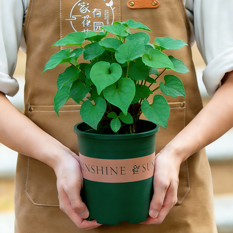 鱼腥草盆栽新鲜折耳根种苗室内阳台室外中草药植物可食用花卉绿植