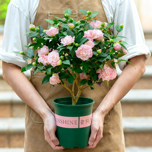 香妃山茶花盆栽带花苞庭院室内