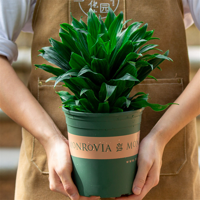 密叶朱蕉太阳神盆栽室内净化空气植物花卉桌面办公室观叶绿植北欧