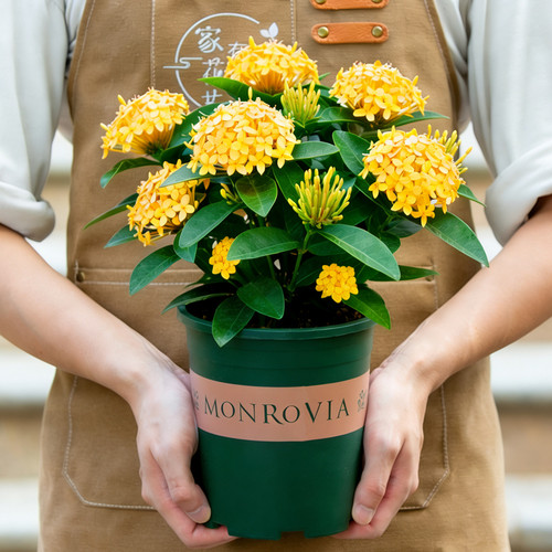 黄色龙船花盆栽带花苞室内
