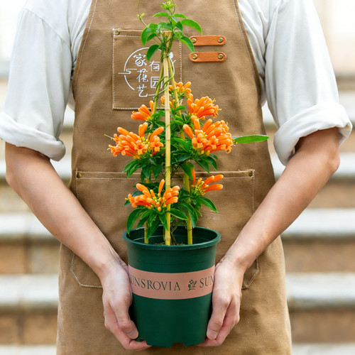 炮仗花庭院攀爬盆栽开花植物