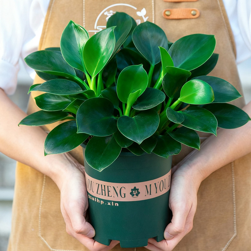 金钻盆栽绿公主土培室内阳台客厅办公室桌面净化空气植物花卉绿植