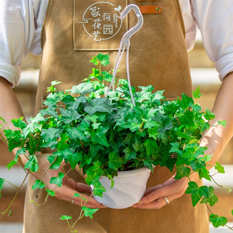 常春藤盆栽室内阳台垂吊植物净化