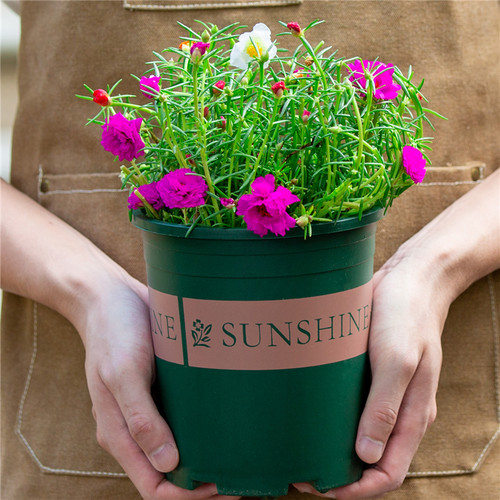 多色重瓣太阳花盆栽带花苞