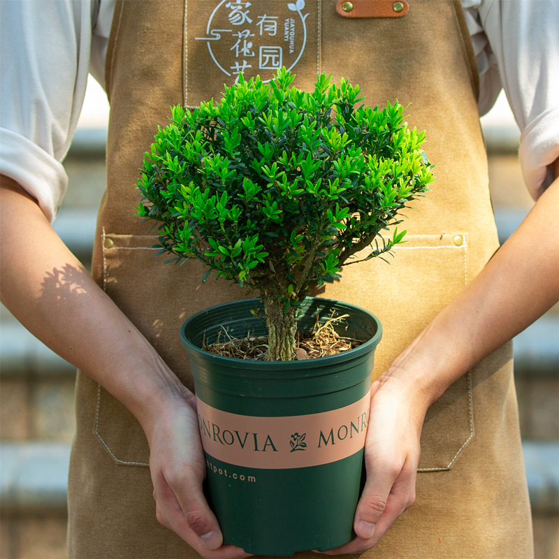 黄杨盆景中式树苗老桩室外室内阳台盆栽植物造型绿植名贵小叶雀舌