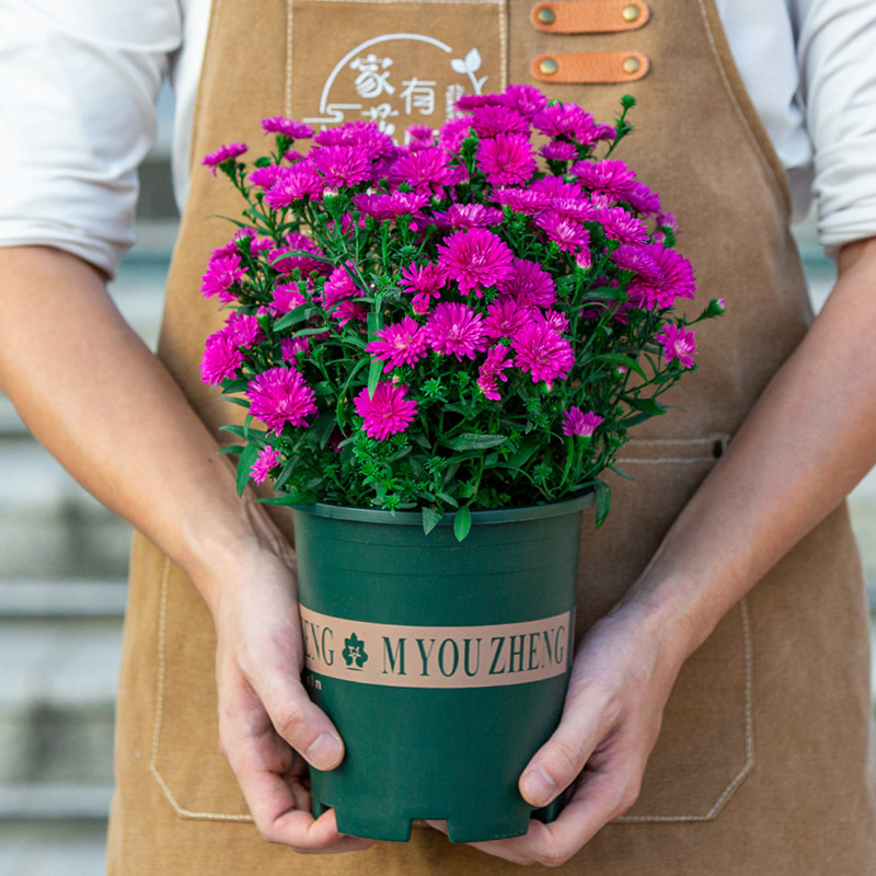 紫菀菊花盆栽苗室内阳台室外庭院四季开花好养植物绿植花卉带花苞