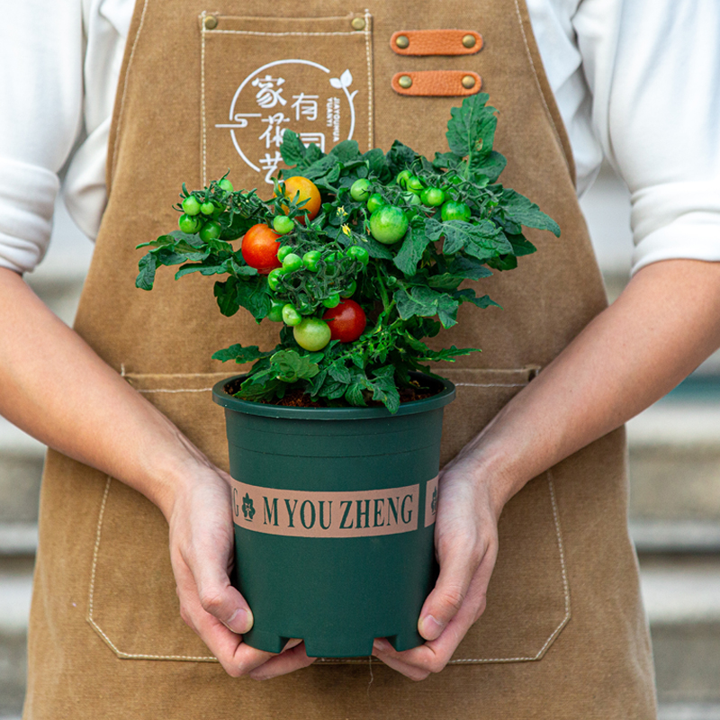 小番茄黑珍珠盆栽花苗可食用绿植花卉室内阳台室外植物矮生西红柿