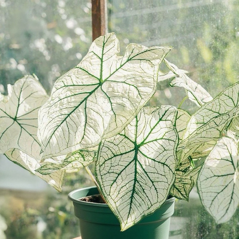 白色恋人彩叶芋盆栽室内阳台客厅办公室耐阴花卉观叶植物好养绿植,鲜花速递/花卉仿真/绿植园艺,绿植,淘宝优惠券,粉丝福利购,淘宝优惠卷