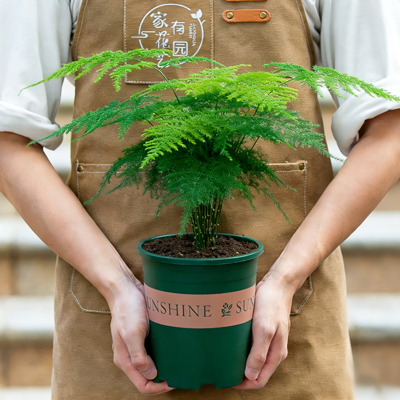 文竹盆栽室内阳台客厅办公室桌面摆件植物盆景大号老桩苗绿植花卉