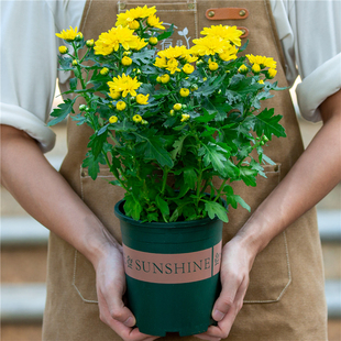 球菊千头菊盆栽菊花室外室内阳台开花植物四季 花卉小雏菊绿植花苗