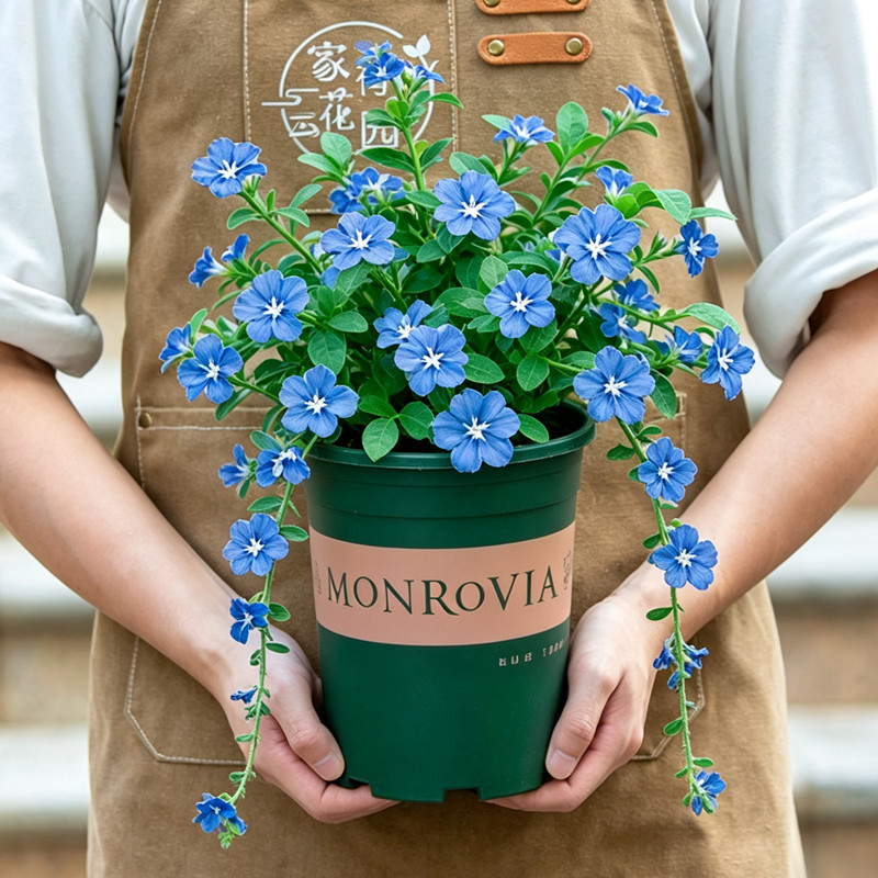 蓝星花盆栽吊兰带花苞室内阳台开花植物室外吊挂绿植四季花卉垂吊