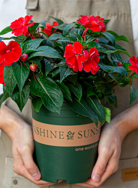 红色凤仙花盆栽带花苞室外庭院室内阳台开花植物绿植指甲花花卉苗