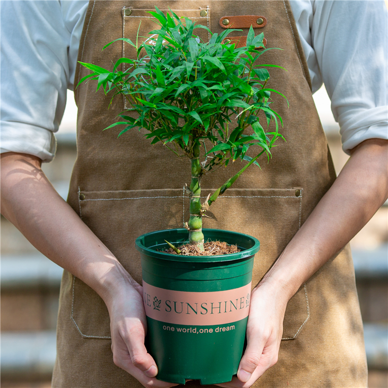 罗汉竹桌面净化空气好养盆景