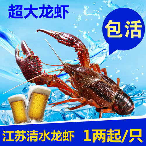 自产自销龙虾子清水龙虾