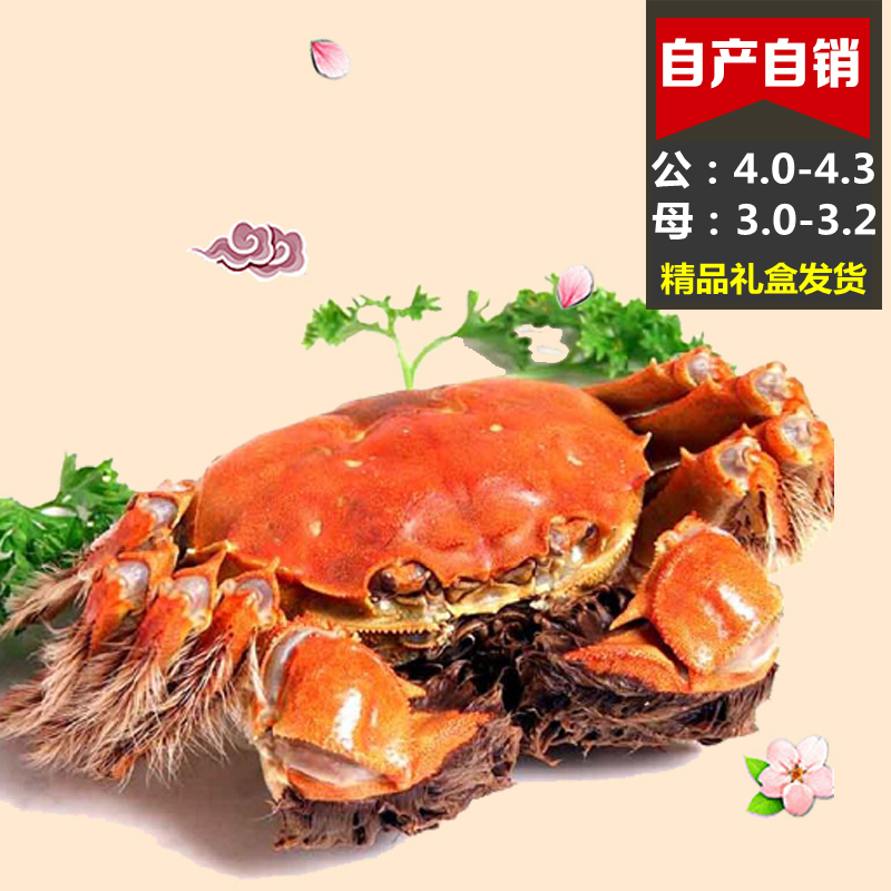 套餐8只精品礼盒大闸蟹