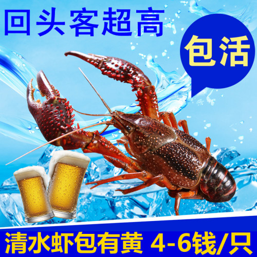 正宗江苏盱眙清水龙虾4-6钱/只活虾 鲜活小龙虾 1斤18只左右
