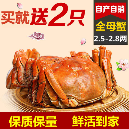 【买就送2只】固城湖全母大闸蟹2.5到2.8两 8只螃蟹活蟹水产包邮
