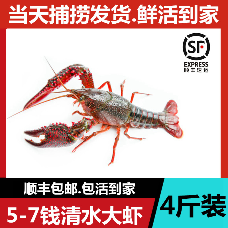江苏自养清水鲜活小龙虾5-7钱1只 小龙虾活虾海鲜4斤装顺丰包邮