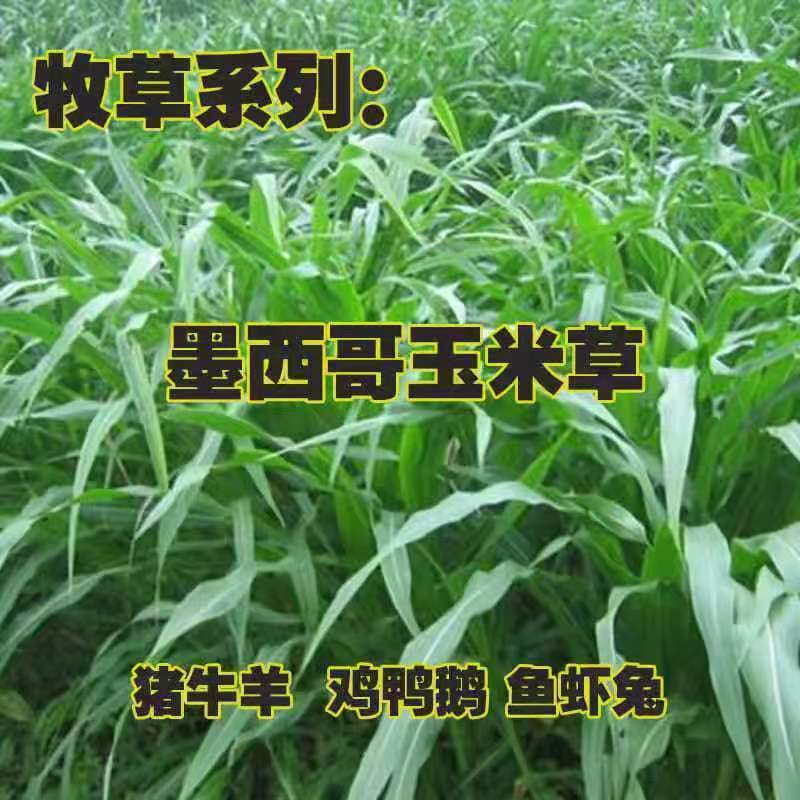 墨西哥玉米草种进口蚂蚱羊草牛草种子刈割次数多高产草籽四季牧草