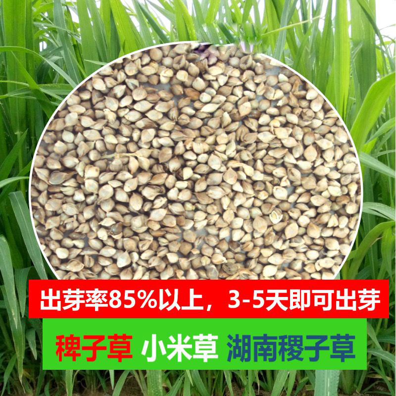 野生水稗草种子草质柔软叶量丰富稗籽鸟粮耐阴耐湿一年生草本植物