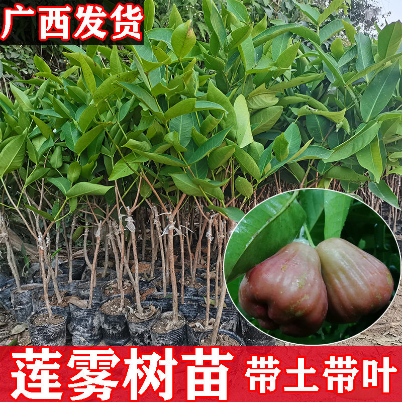 带土发货黑金刚大叶红黑糖芭比莲雾树苗嫁接苗莲雾苗果树苗