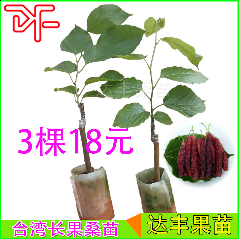 桑葚树苗正品带土长果桑苗台湾四季长果桑苗嫁接果树苗当年结果