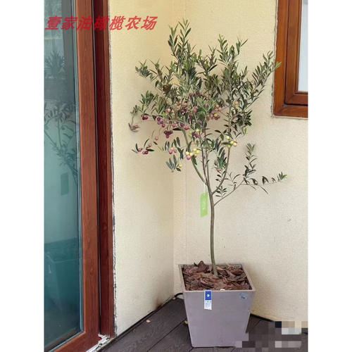 油橄榄树大型绿植庭院净化空气