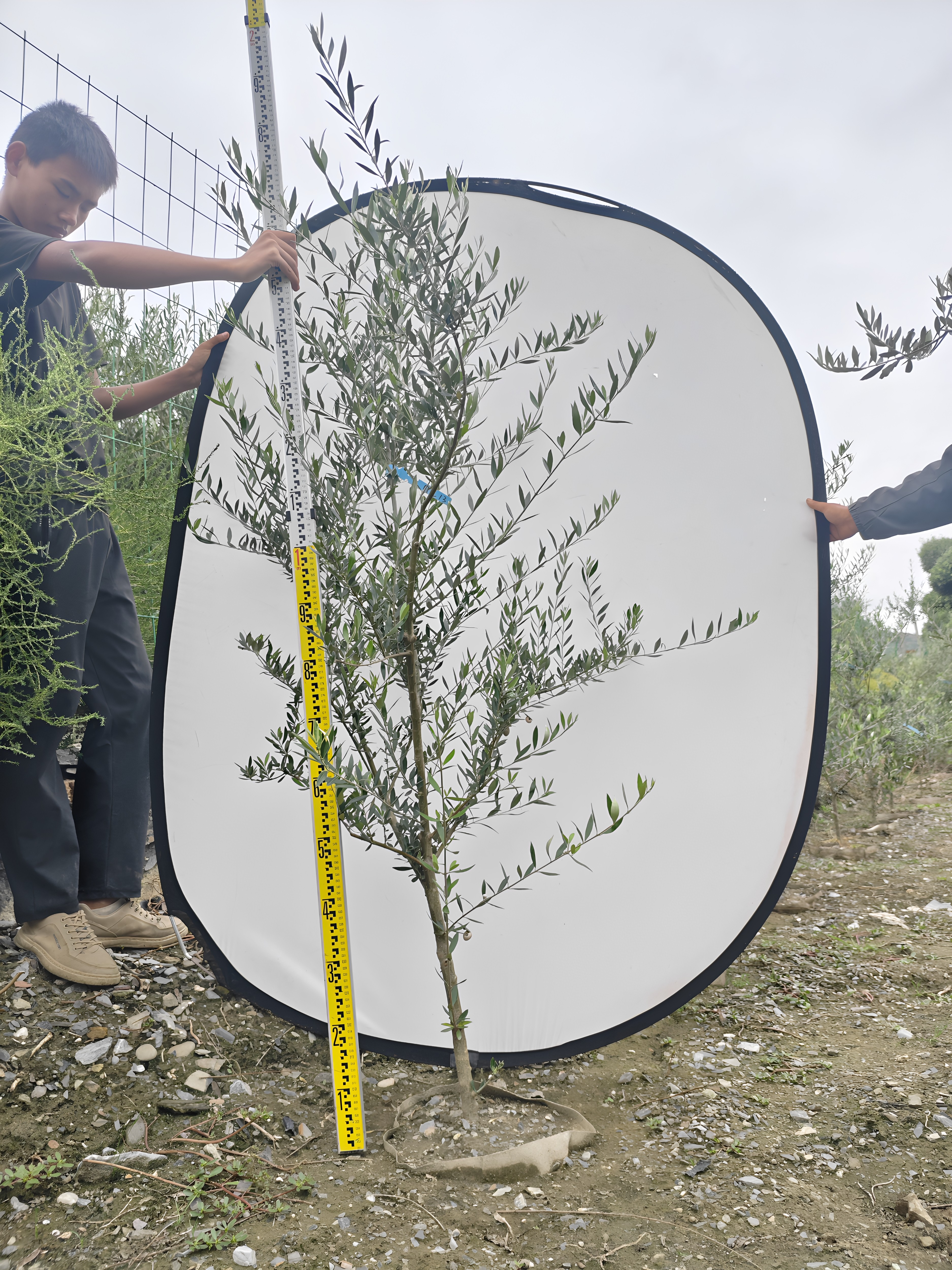 油橄榄树大型盆栽庭院花园植物好养活办公室花卉盆景乔迁开业绿植