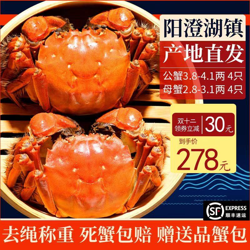 0两母蟹3.0两鲜活大闸蟹螃蟹水产品阳澄湖镇直发