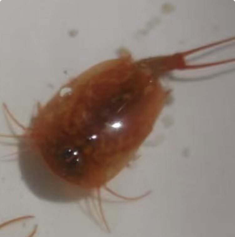 三眼恐龙虾卵欧洲鲎虫卵淡水观赏虾卵活体外星宠物玩具50颗卵/套