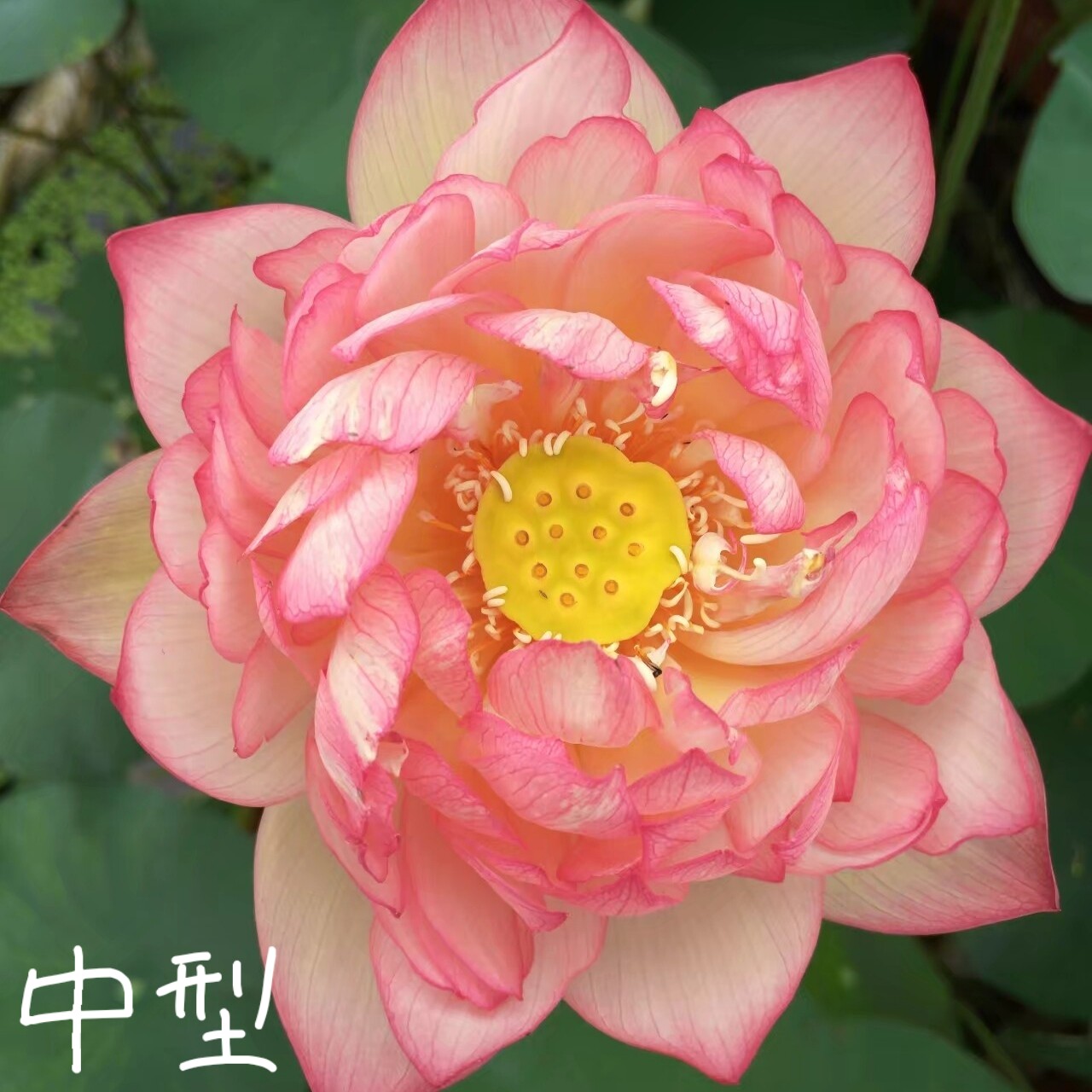 雨花情 真大中型荷花碗莲睡莲种子藕盆栽水培水生植物花卉