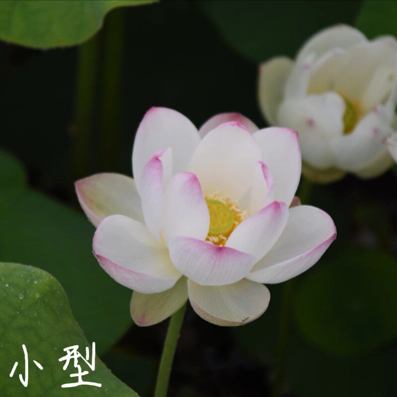 云步摇/小仙子 萌宝荷花苑真小微型迷你荷花碗莲睡莲种子藕水培水