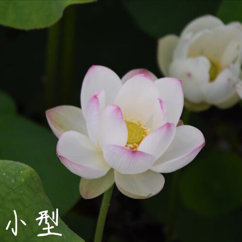 小仙子荷花碗莲睡莲种子水培植物