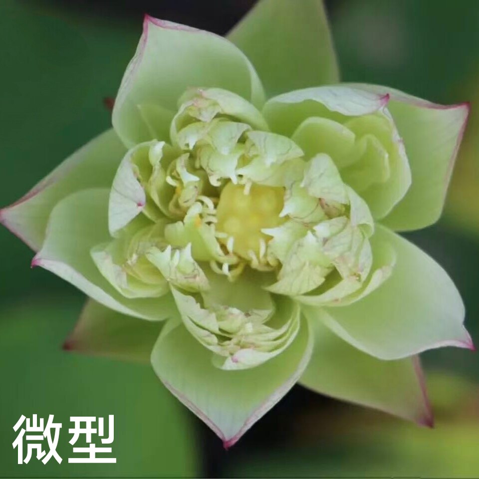 翠  真小型微型碗莲睡莲迷你荷花卉盆栽绿植水生植物水培小盆