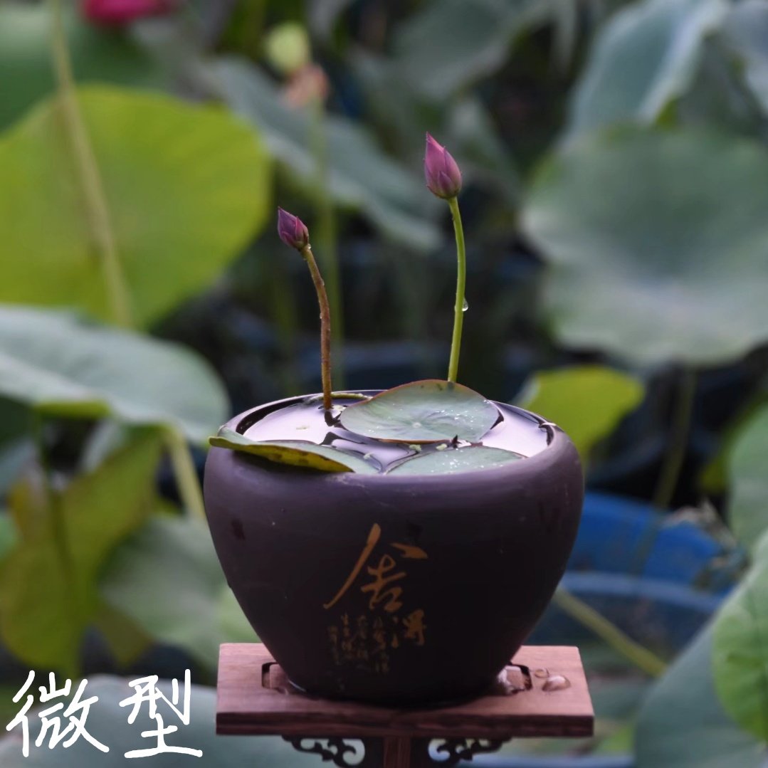 秦淮彩灯 真小微型迷你荷花碗莲睡莲种子藕水生植物萌宝荷花苑