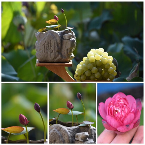 萌宝荷花微型碗莲水生培盆栽植物