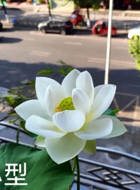 自华 萌宝荷花苑真小微型迷你荷花碗莲睡莲种子藕水生植物花